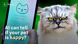 32K views · 147 reactions | Have repeated lockdowns taken a toll on your pets' mental health? App developers have been using artificial intelligence to tell if your pet is happy or not. Minnie Stephenson has more. | Channel 4 News | Facebook