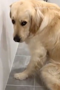 109K views · 4K reactions | I don't care what he's done, I could NEVER stay mad at that face!  | Go Fetch | Facebook