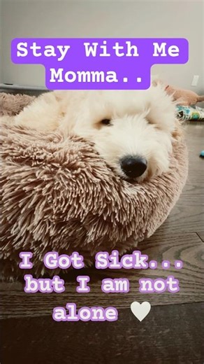When Your Puppy Gets Sick and You Want to Make Him Feel safe #goldendoodle #doghealth