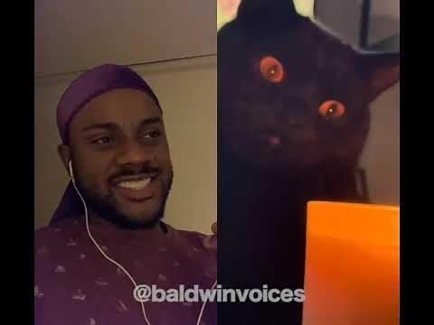 BaldwinVoices Cat Voice-Over Highlights