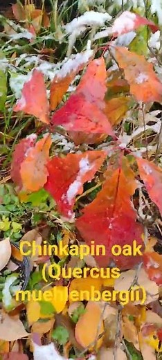 Chinkapin oak (Quercus muehlenbergii) in fall color