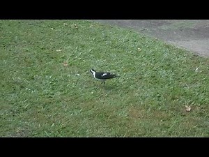 Magpie Lark call