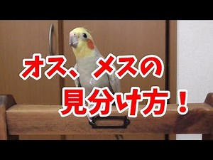 How to tell the difference between male and female cockatiels