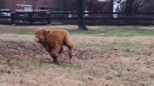 759K views · 5.7K reactions | Tennessee’s Nashville Zoo introduced its newest resident, a fluffy Scottish Highland calf named Hamish, to social media with adorable footage of the seven-week-old cow dashing around his enclosure. | KIRO 7 News | Facebook