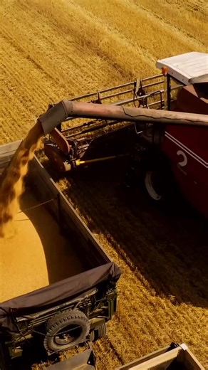 Built for the long haul — #harvest2025 #grainstorage #tamsystems #grainbin #grainhandling #materialhandling #agriculture | TAM Systems