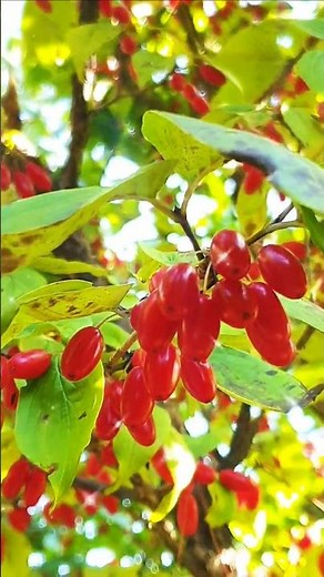 From spring flowers to fall berries, 🌼🍒 The complete list of benefits of Cornus officinalis! #Cor...