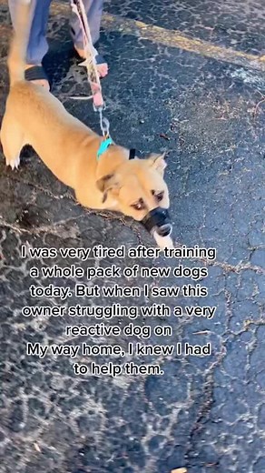 203K views · 8.2K reactions | I felt bad for the dog wearing the wrong muzzle, and decided to help this random stranger with their insecure dog. | The Dog Daddy | Facebook