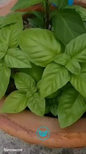 150K views · 3.5K reactions |  | Iveta Rasa | Facebook