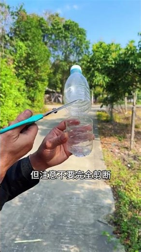 Propagate Osmanthus Fragrans: Easy Hydroponic Guide