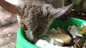 1.5K views · 69 reactions | Zebedee came to us as an infant after...