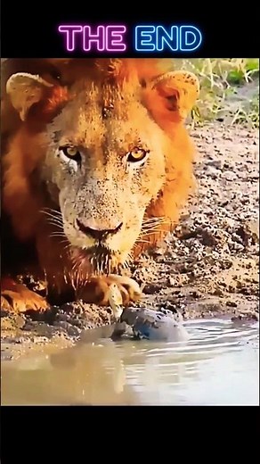 Why Your House Cat Acts Like a Lion #animals