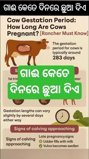 In How Many Days a Cow Gives Birth