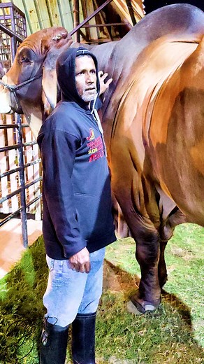 1.8M views · 53K reactions | The Biggest Bull | Biggest Bulls Photography | Facebook