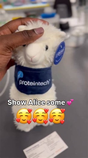 Seraya | PhD Student | Scientist | on Instagram: "Alice the alpaca. My new favorite bench mate. Thanks @proteintech #phd #phdstudent #gradschool #gradstudent #science"