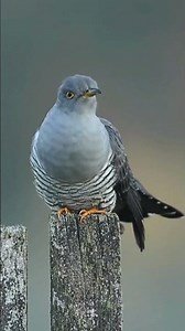 Sound Of Natural Cuckoo | Bird Natural Sound #birds #naturalbirds #cuckoobird