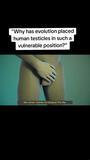 Why has evolution placed human testicles in such a vulnerable position? #creatorsearchinsights #fyppppppppppppppppppppppp #humantesticles #evolution