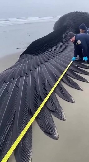 The Mysterious Giant Creature: A Shoreline Discovery