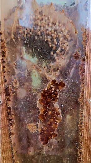 Native bee observation hive. Austroplebeia australis