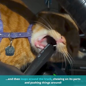 25K views · 1.5K reactions | Can a Cat Really Love Life on the Road? Odie’s Story Will Make You Think Twice! Follow Odie's journey from a truck stop rescue to a seasoned traveler, exploring America with his human parents and dog companions... | Cats And Kittens | Facebook