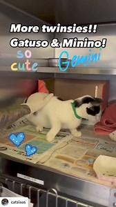 34 reactions · 19 shares | Gemini crew, check out these twinsies!...