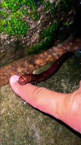 Outdoor Millipede under water drop pool with great sound nature #millipede #nature #shorts