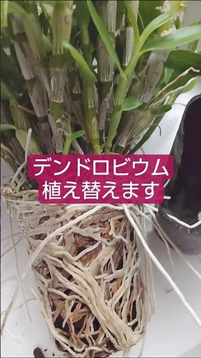 根っこが気になって植え替えます！#デンドロビウム #洋蘭#蘭#胡蝶蘭 #ガーデニング #植え替え