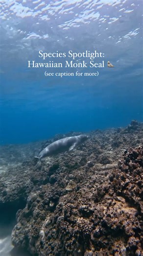 1K views · 46 reactions |   The Hawaiian Monk Seal: a rare conservation marvel, only found in Hawaii.  One of the most endangered seals globally, they can hold their breath for 20 minutes and dive to 1,800 feet.  ️: @oneoceaneducation #hawaii #animals #100Hawaii #nature #hawaiian #monkseal | 100% Hawaii | Facebook