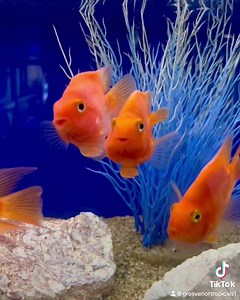 🦜 Red Parrot Cichlid 🦜 A polarising, man-made fish with dubious parentage, they are a great choice for the more experienced keeper. #GrosvenorTropicals #Lisburn #TropicalFish #Fishkeeping #ParrotCichlid | Grosvenor Tropicals