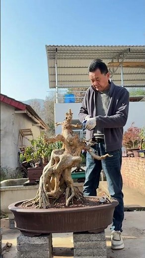 一起玩盆景，开心就好 玩盆景的快乐，大概是“等它慢慢长”的耐心，和“突然冒新芽”的惊喜#三角枫#盆景 #制作过程 #技术分享 #园艺生活