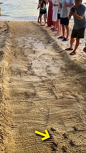 Baby turtles on their first journey to the ocean🐢 | Animal Lovers