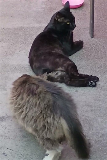 😺❤️ a cat playing with another cat tail 😂 #music #cats #gato #funny #2026