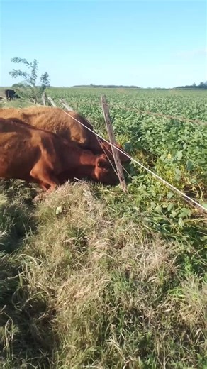 Videos de jld_12.03.1993 (@jld_12.03.1993) con “sonido original - carlosdann560”