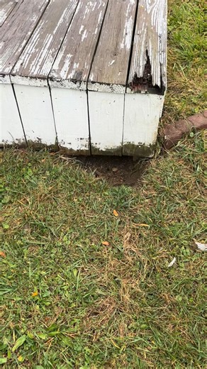 D&R Animal Trapping and Exterminating (440)781-4406 #ExterminatorD #Exterminator #WildLife #animaltrapping #PestControl #wild_life_explore #TrashbinCleaning #Ohio #IGetThemEveryTime #mybaby | Daquan Rustin