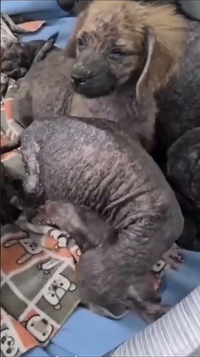 rescue with love 😘 we were able to rescue an abandoned family of dogs with skin cancer #hope #care