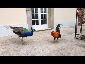 Fight between peacock and rooster pt.2 - The Rooster Karaté kick