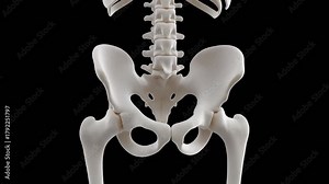 3D Model of Human Sacrum and Coccyx Tailbone Anatomical Structure
