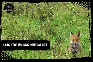 6.2K views · 140 reactions | 헙헼혅 혀헮혃헲헱 헯혆 혀헮헯혀 North Cotswold Hunt -...