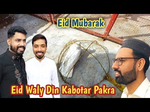 Eid Waly Din Kabootar Pakar Liya | Eid Mubarak | Hashim Mahmood Pigeons