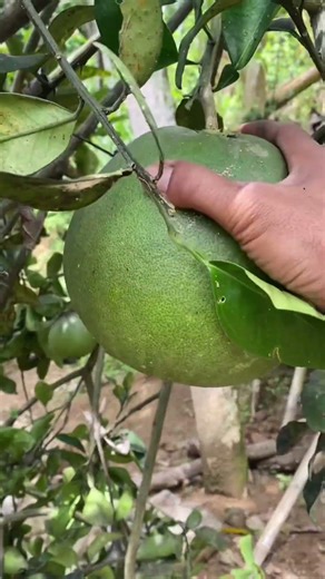 Papaya Fruit Harvest #papayafruit