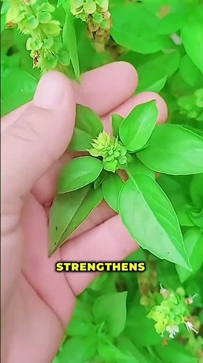 5 Herbs That Kill Inflammation Fast