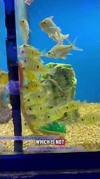 Incredible Fish Store Tour (Austin Aqua Dome)