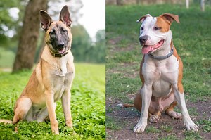 Belgian Malinois Pitbull Mix: Info, Pictures, Facts, FAQs & More