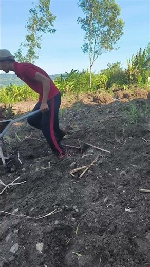 Clearing land ASMR #shorts #asmr #soilcrunch #hoeingsound