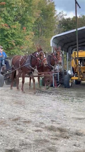 41K views · 724 reactions | First day in the harness for these riding mules doing pretty good | Paul V Smith | Facebook