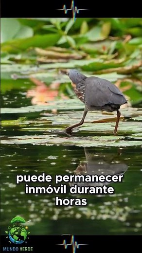 El Secreto del Camuflaje Perfecto: El Maestro Invisible de la Naturaleza