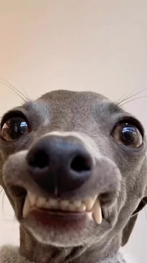 70K views · 1.8K reactions |  Tag your friends who love this!  Follow us: @whippetreels Follow us: @whippetreels  Use #whippetreels to be featured!  Turn on post notifications. Share with friends!  DM us your best photos/videos. ........................ Credit : @blueluna.iggy | Whippet Dog | Facebook