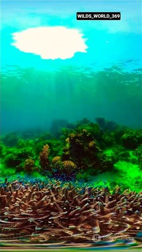 wild osean documentary | amazing osean sea #sea #wildlife #amazing #shorts