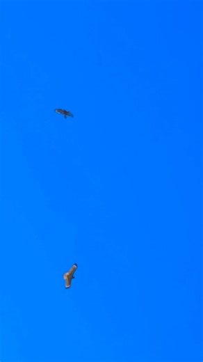 Red-shouldered Hawks Calling #shorts #birds #bird #animals #wildlife #nature #usa