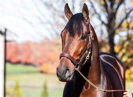 Eclipse-Worthy Talent New To Ashford Stud