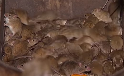 Australia mouse plague prompts food supply fears
